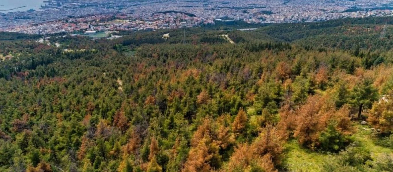 Αγιασμός για «σωτηρία» από το έντομο που απειλεί το δάσος του Σέιχ Σου